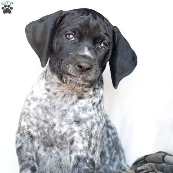 Sarah, German Shorthaired Pointer Puppy